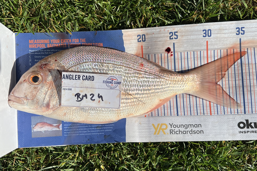 Charles  Peters caught this 31.0cm Snapper at Bay of Plenty during The Export NZ Fishing Competition