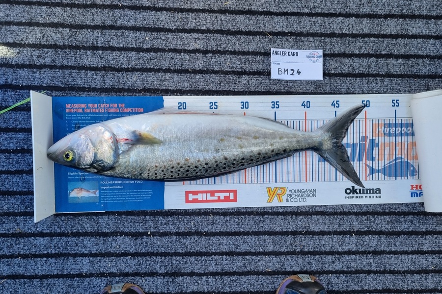 Hazel Gillespie caught this 45.5cm Kahawai at Nelson/Marlborough during The Export NZ Fishing Competition