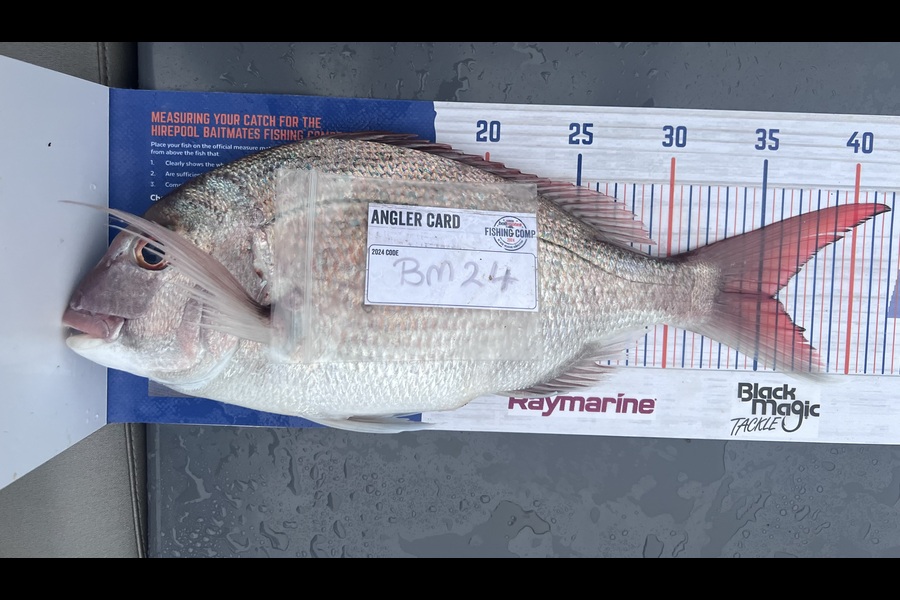 Mark Burns caught this 35.5cm Snapper at Auckland during The Export NZ Fishing Competition