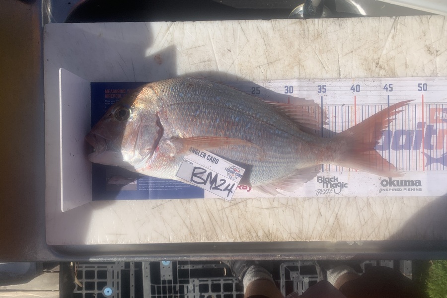 Josh Bolton caught this 42.5cm Snapper at Wellington during The Export NZ Fishing Competition