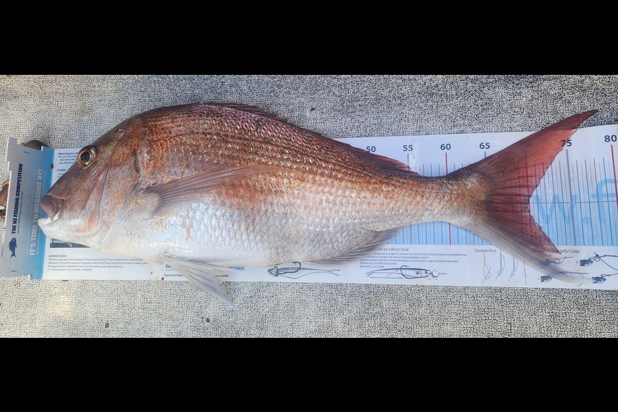 Dan Hunia caught this 70.0cm Snapper at Taranaki during The Export NZ Fishing Competition