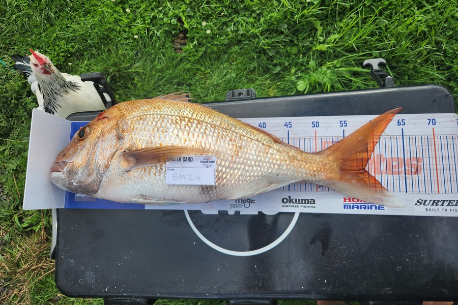 Jarrad Christie caught this 58.5cm Snapper at Auckland during The Export NZ Fishing Competition
