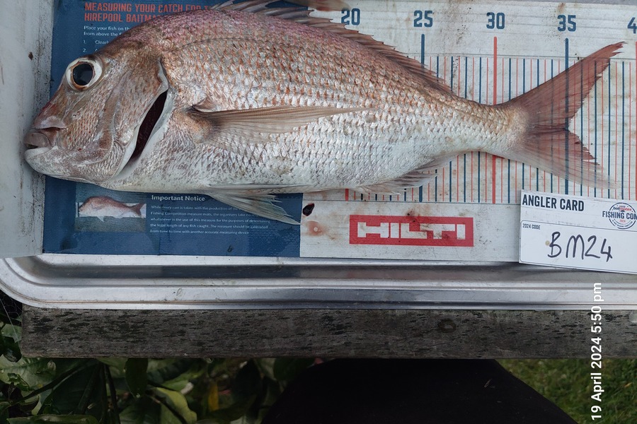 Greg Robinson caught this 35.0cm Snapper at Coromandel during The Export NZ Fishing Competition