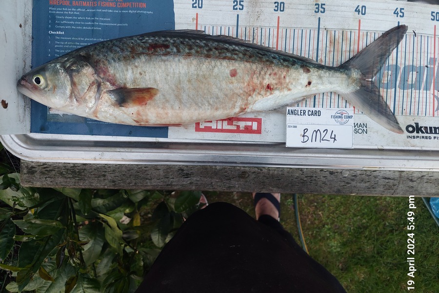 Greg Robinson caught this 41.0cm Kahawai at Coromandel during The Export NZ Fishing Competition