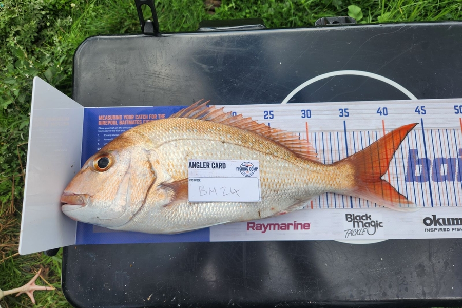 Stuart Money caught this 39cm Snapper at Auckland during The Export NZ Fishing Competition