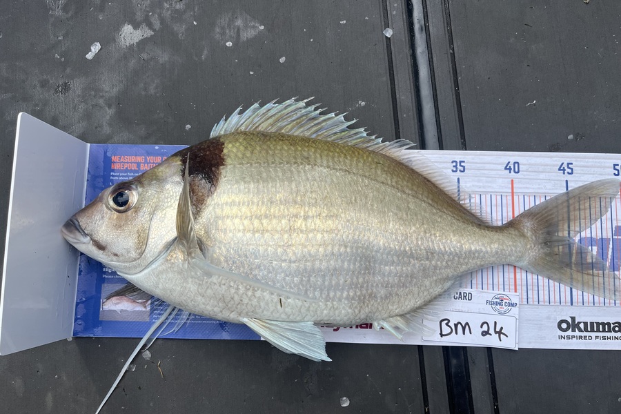Mark Milligan caught this 45.0cm Tarakihi at Canterbury during The Export NZ Fishing Competition