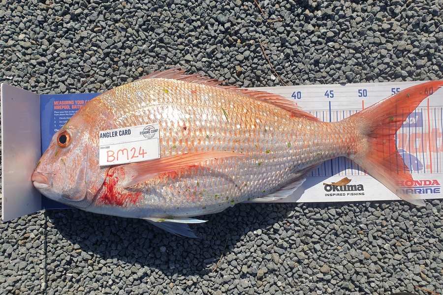 Rodney Niven caught this 54.5cm Snapper at Wellington during The Export NZ Fishing Competition