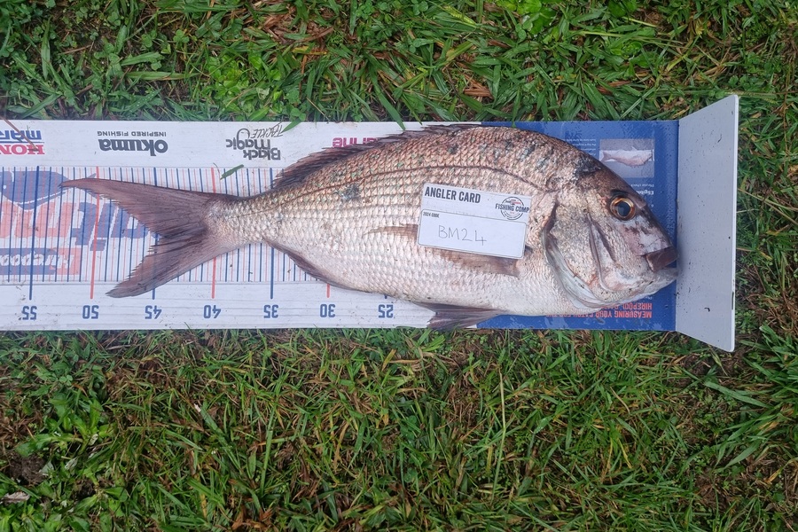 Pita Paul caught this 44.5cm Snapper at Bay of Plenty during The Export NZ Fishing Competition