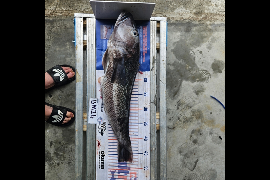jaydn robinson caught this 47.0cm Blue Cod at Wairarapa
 during The Export NZ Fishing Competition