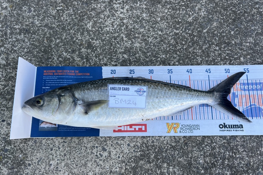 Duncan  Hammon  caught this 49.0cm Kahawai at Bay of Plenty during The Export NZ Fishing Competition