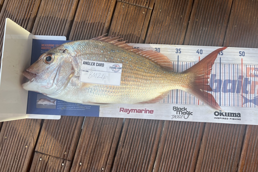 Ziggy Bolstad caught this 42.0cm Snapper at Northland during The Export NZ Fishing Competition