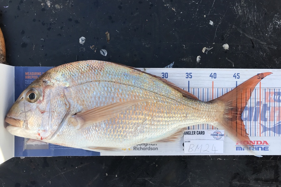 Kraig Steiner caught this 46.0cm Snapper at Northland during The Export NZ Fishing Competition