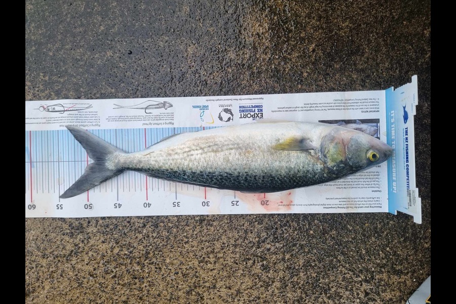 Greg Kendrick caught this 48.5cm Kahawai at Bay of Plenty during The Export NZ Fishing Competition