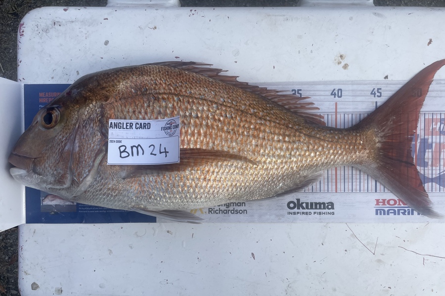 Regan George caught this 49.5cm Snapper at Taranaki during The Export NZ Fishing Competition