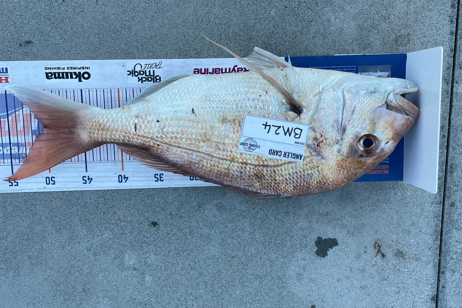 Felix Latham caught this 50.5cm Snapper at Coromandel during The Export NZ Fishing Competition