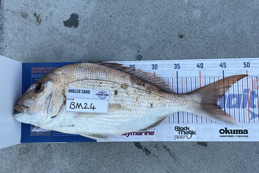 Logan Latham caught this 43.5cm Snapper at Coromandel during The Export NZ Fishing Competition