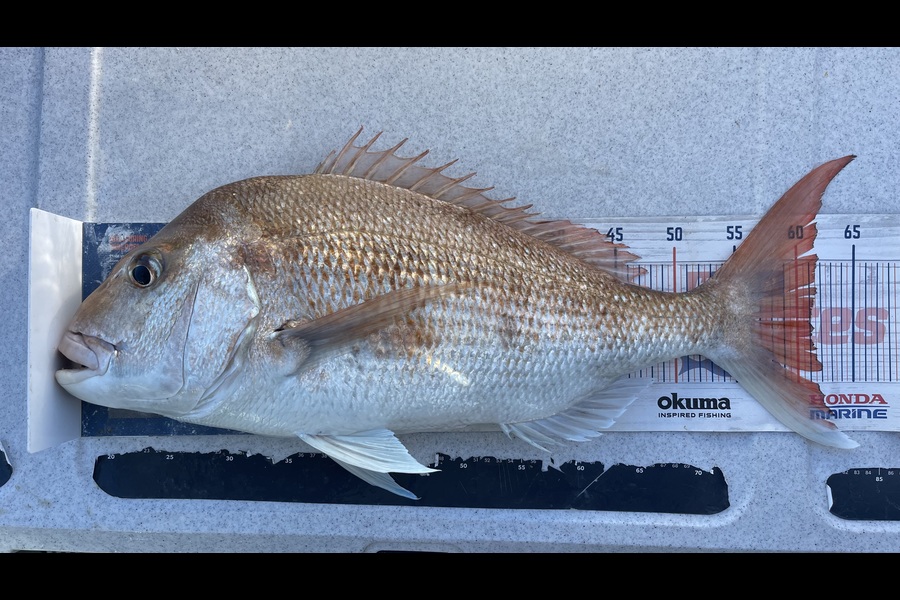 Brendan Lochead caught this 61.0cm Snapper at Waikato during The Export NZ Fishing Competition
