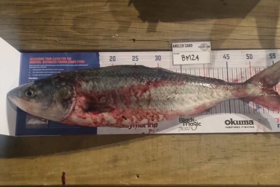 Tain Rookes caught this 54.5cm Kahawai at Coromandel during The Export NZ Fishing Competition