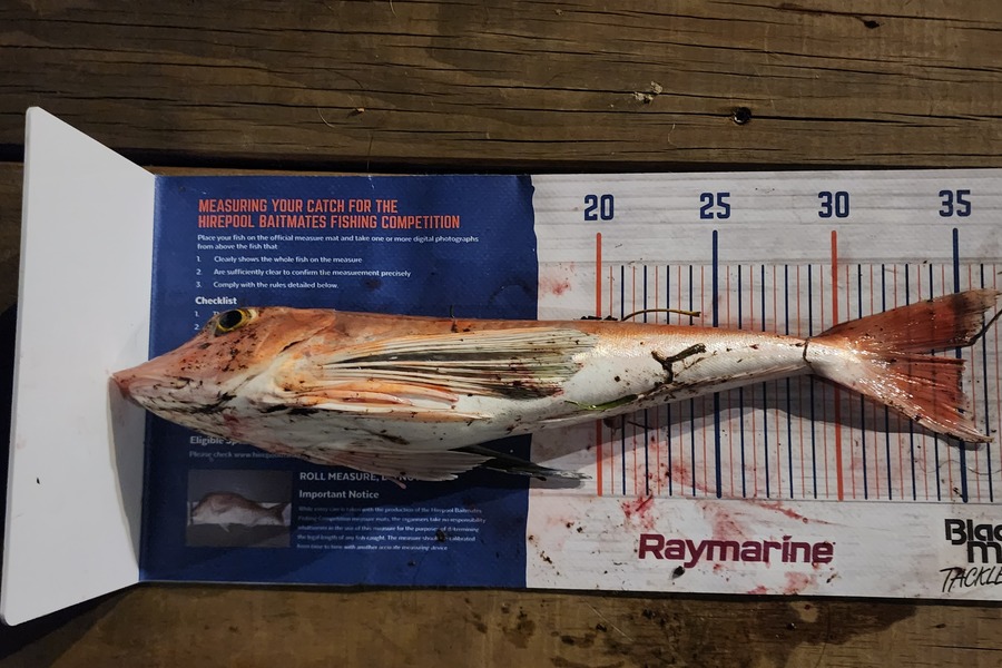 Simon Rookes caught this 35.0cm Gurnard at Coromandel during The Export NZ Fishing Competition