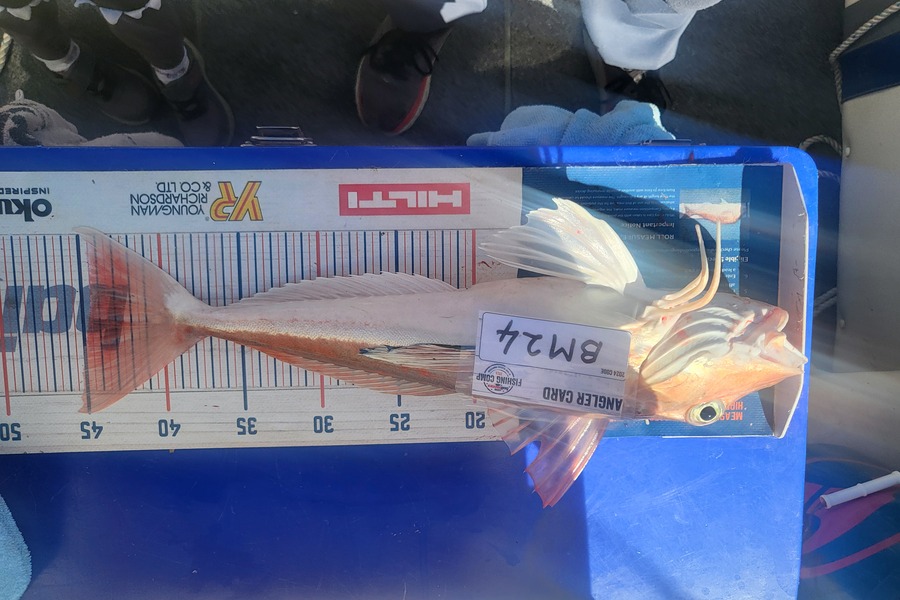 Keith Langham caught this 44.5cm Gurnard at Nelson/Marlborough during The Export NZ Fishing Competition