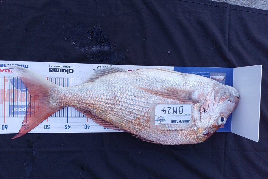 Sheila Jackson caught this 54.0cm Snapper at Nelson/Marlborough during The Export NZ Fishing Competition