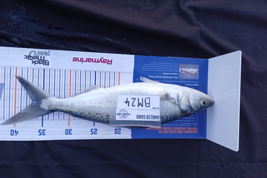Sheila Jackson caught this 36.5cm Kahawai at Nelson/Marlborough during The Export NZ Fishing Competition