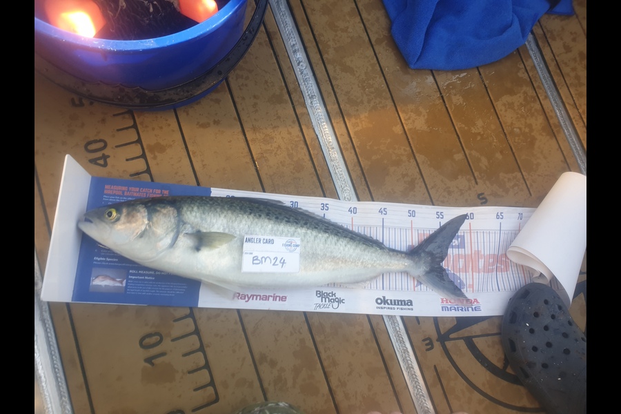 Paul Speedy caught this 54.5cm Kahawai at Bay of Plenty during The Export NZ Fishing Competition