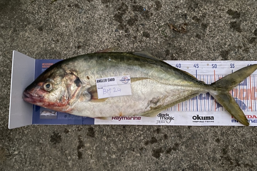 James Preston caught this 54.0cm Trevally at Wellington during The Export NZ Fishing Competition