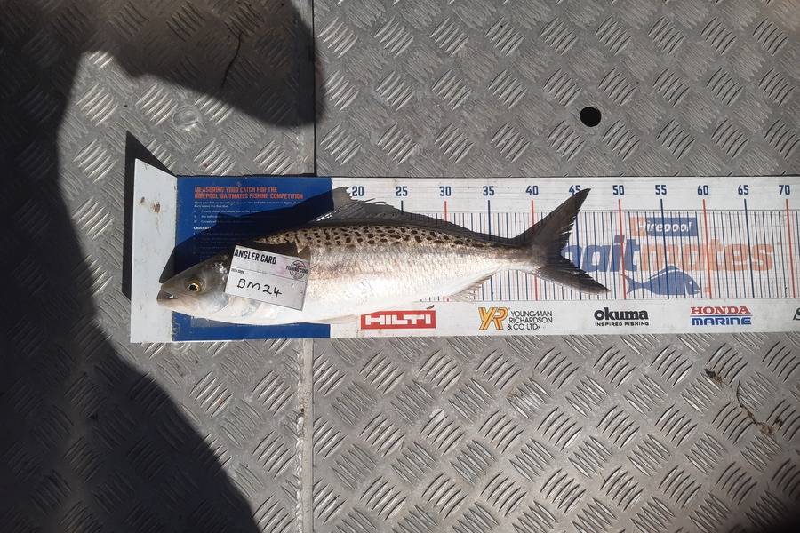 Clinton Emtage caught this 43.0cm Kahawai at Northland during The Export NZ Fishing Competition