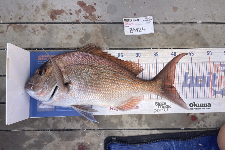 Shaun Russell caught this 39.5cm Snapper at Northland during The Export NZ Fishing Competition