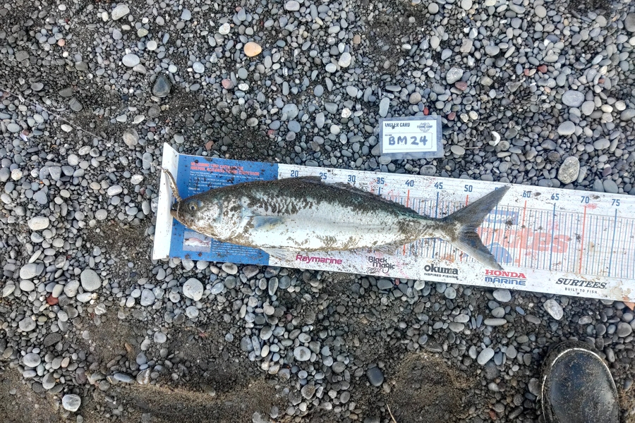 Marc Taylor caught this 51.5cm Kahawai at Canterbury during The Export NZ Fishing Competition