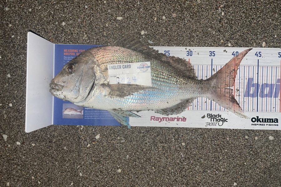 Tyler Ormsby caught this 39.5cm Snapper at Bay of Plenty during The Export NZ Fishing Competition