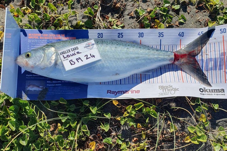 Louie Parker caught this 43.0cm Kahawai at Canterbury during The Export NZ Fishing Competition