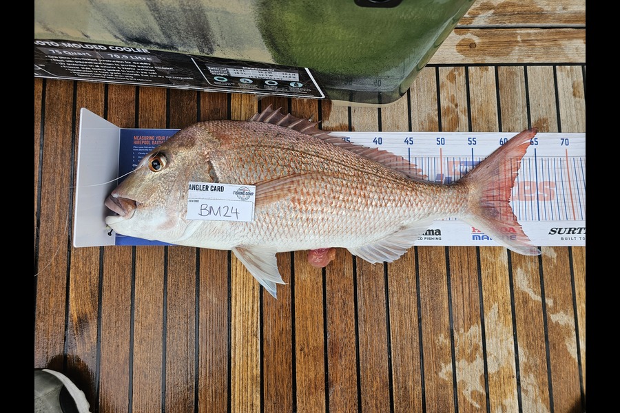 Satish Prema caught this 60.0cm Snapper at Auckland during The Export NZ Fishing Competition