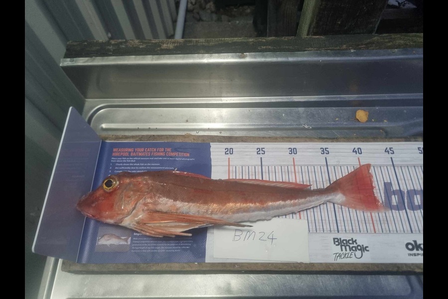 Steve Crowley caught this 41.0cm Gurnard at Nelson/Marlborough during The Export NZ Fishing Competition