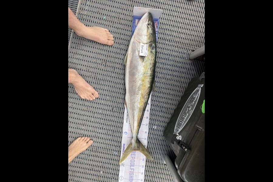 Max Nicholson caught this 94.5cm Kingfish at Hawkes Bay during The Export NZ Fishing Competition