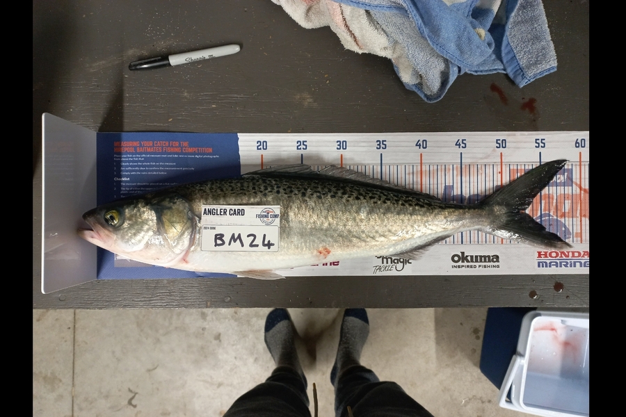 Andrew Henry caught this 52.0cm Kahawai at Northland during The Export NZ Fishing Competition