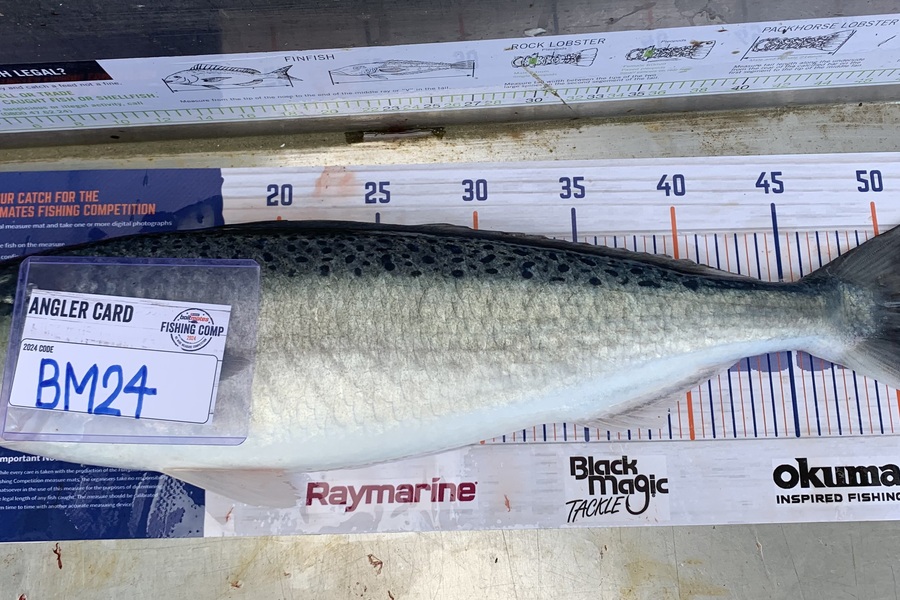 Evan  Cook caught this 51.0cm Kahawai at Wellington during The Export NZ Fishing Competition