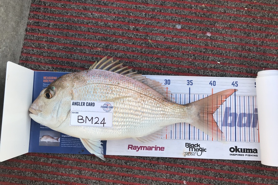 Max Canning caught this 40.0cm Snapper at Northland during The Export NZ Fishing Competition