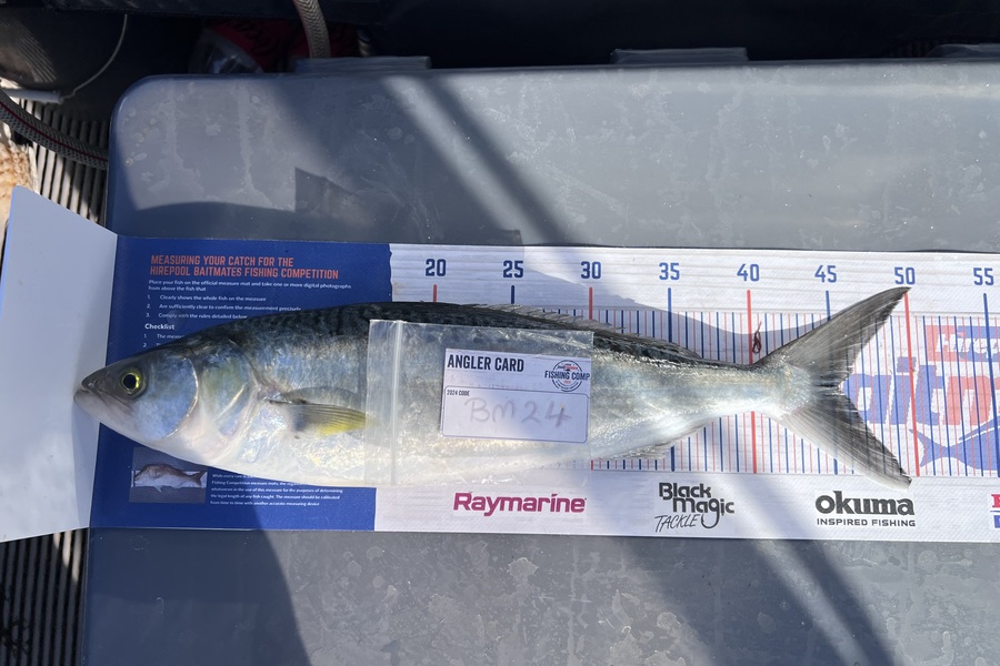 Jaxson Burns caught this 45.0cm Kahawai at Auckland during The Export NZ Fishing Competition