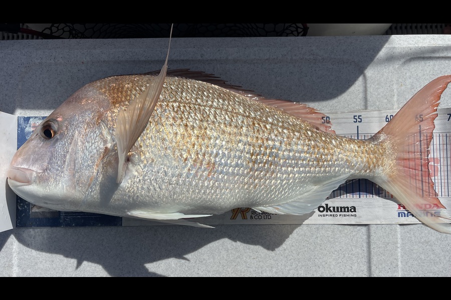 Brendan Lochead caught this 66.0cm Snapper at Waikato during The Export NZ Fishing Competition