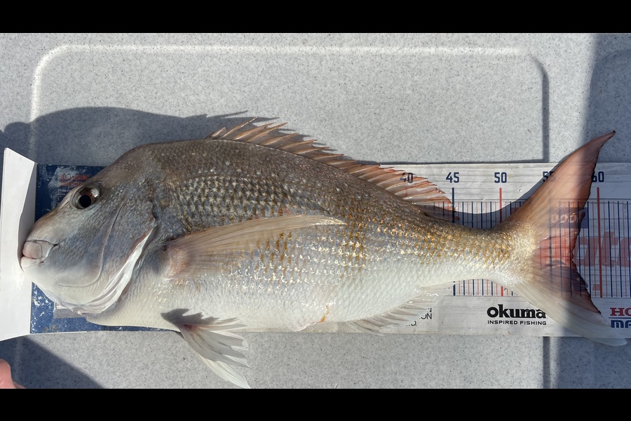 Brendan Lochead caught this 57.0cm Snapper at Waikato during The Export NZ Fishing Competition