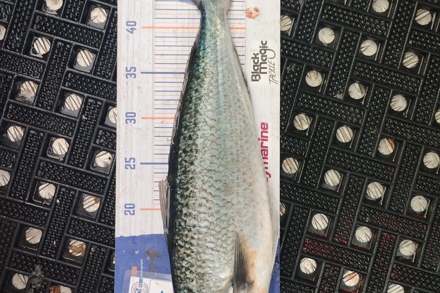 Duncan Pringle caught this 47.0cm Kahawai at Wellington during The Export NZ Fishing Competition