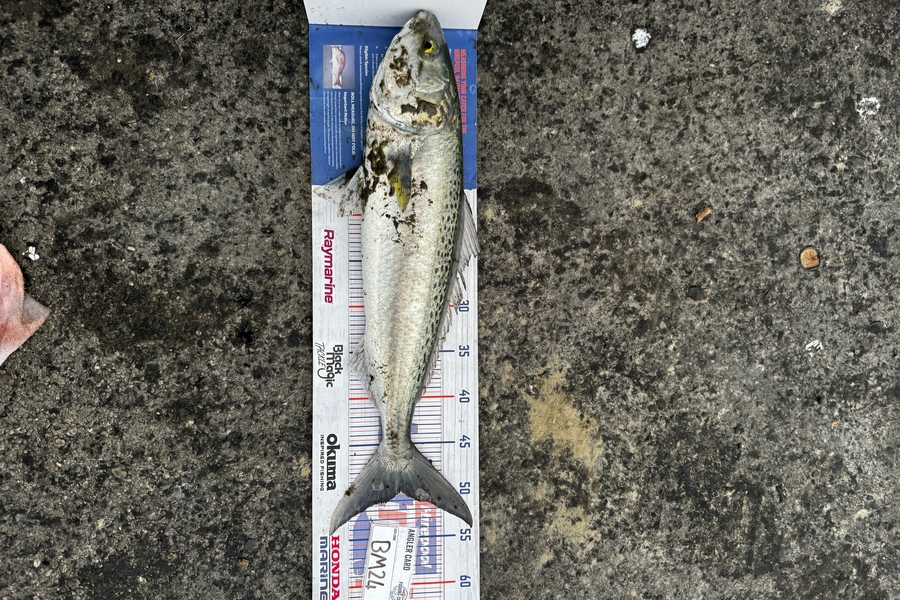 Ozias Sullivan-Richards caught this 50.0cm Kahawai at Manawatu during The Export NZ Fishing Competition