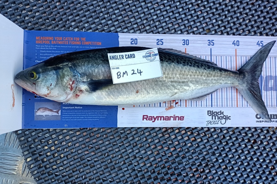 Nicole  Frood caught this 44.5cm Kahawai at Northland during The Export NZ Fishing Competition