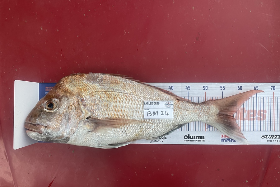 Craig Durbin caught this 57.5cm Snapper at Coromandel during The Export NZ Fishing Competition