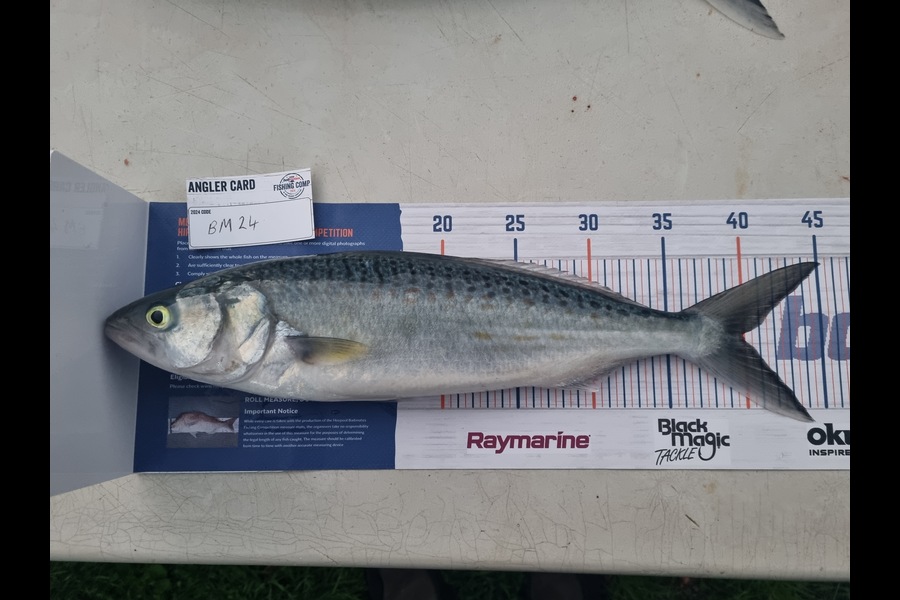 Luka Arbuckle caught this 40.0cm Kahawai at Wairarapa
 during The Export NZ Fishing Competition
