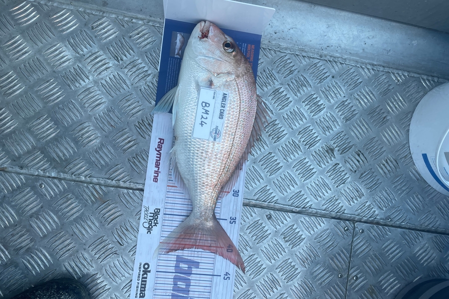 Tim Smith caught this 40.5cm Snapper at Nelson/Marlborough during The Export NZ Fishing Competition