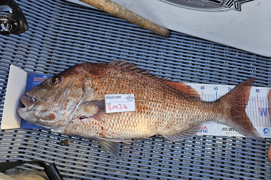 Ben Cullen caught this 75.0cm Snapper at Northland during The Export NZ Fishing Competition