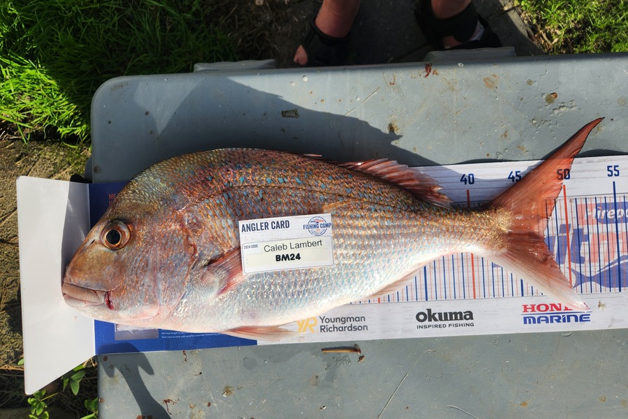 Caleb Lambert caught this 47.5cm Snapper at Northland during The Export NZ Fishing Competition
